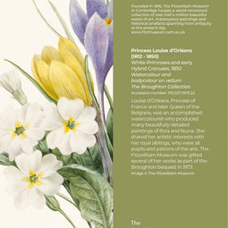 White Primroses and early Hybrid Crocuses