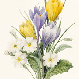 White Primroses and early Hybrid Crocuses