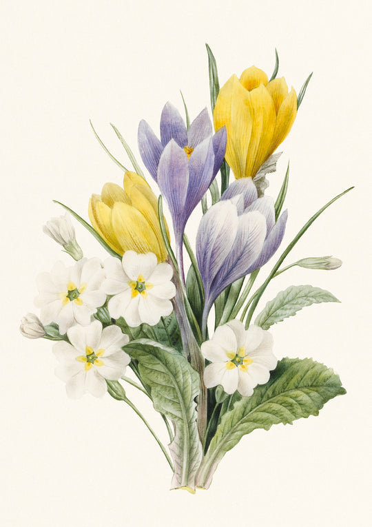 White Primroses and early Hybrid Crocuses