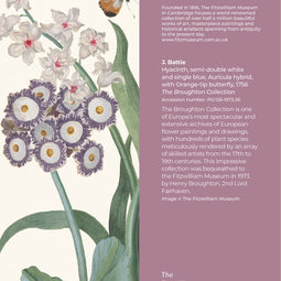 Hyacinth, semi-double white and single blue, Auricula hybrid, with orange tip-up butterfly