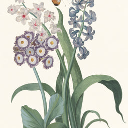 Hyacinth, semi-double white and single blue, Auricula hybrid, with orange tip-up butterfly