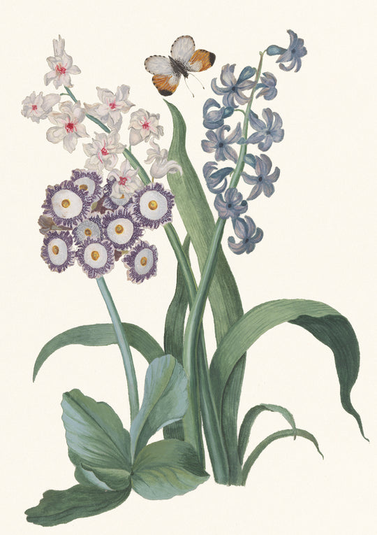 Hyacinth, semi-double white and single blue, Auricula hybrid, with orange tip-up butterfly