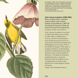 Blue -winged yellow warblers and the giant rose mallow