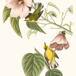 Blue -winged yellow warblers and the giant rose mallow