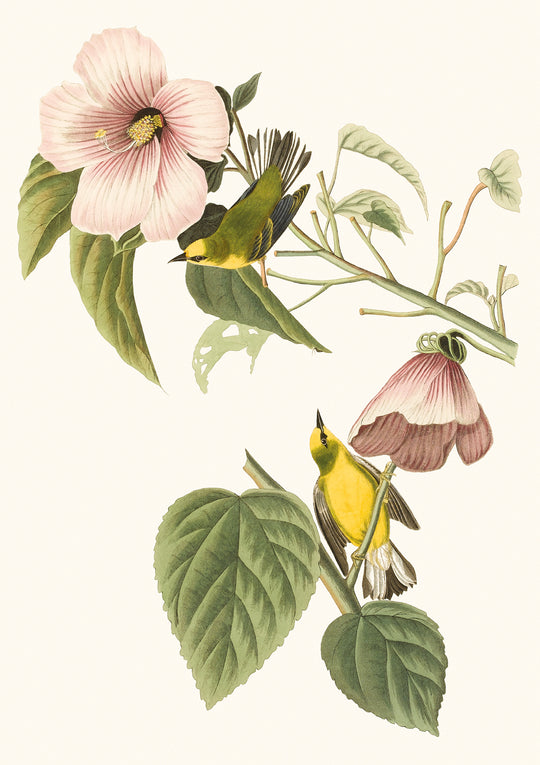 Blue -winged yellow warblers and the giant rose mallow