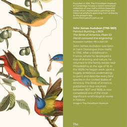 Painted Bunting