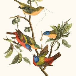 Painted Bunting