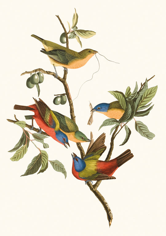 Painted Bunting