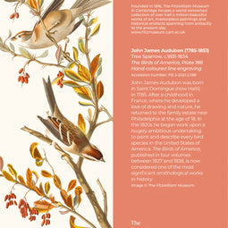 Tree Sparrow