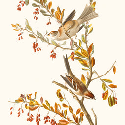 Tree Sparrow