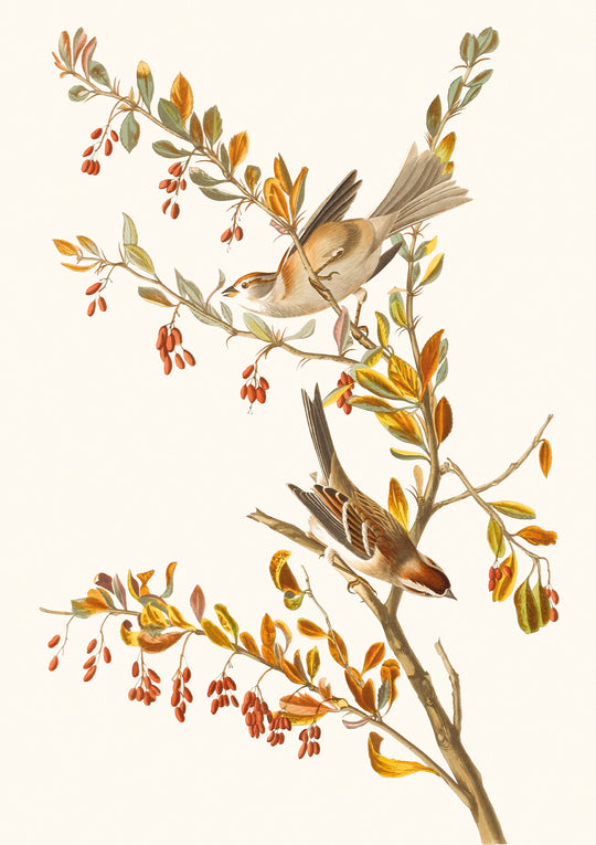 Tree Sparrow