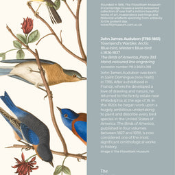 Townsend's Warbler, Arctic Blue-bird, Western Blue-bird