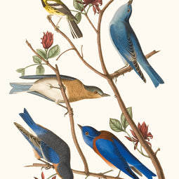Townsend's Warbler, Arctic Blue-bird, Western Blue-bird