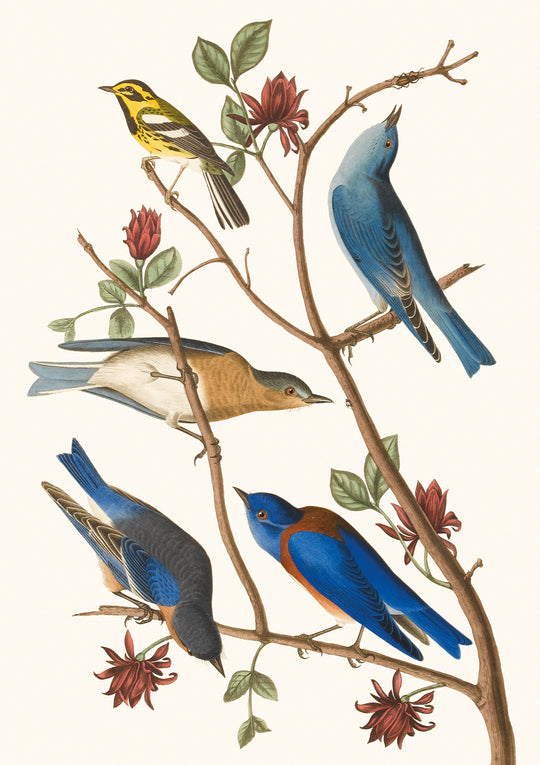 Townsend's Warbler, Arctic Blue-bird, Western Blue-bird
