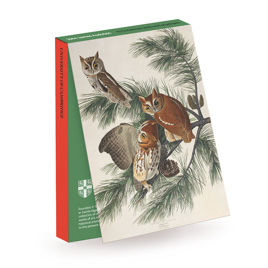 John James Audubon, Mottled Owl