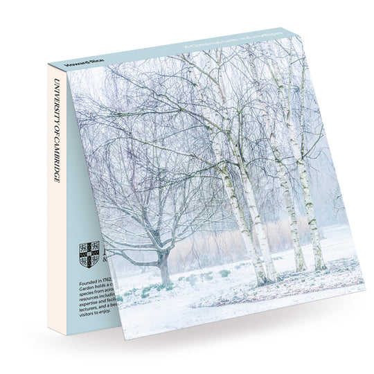 Howard Rice, Silver Berch Trees in Winter