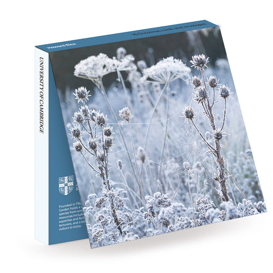 Howard Rice, Frosted Cobweb on Seedheads