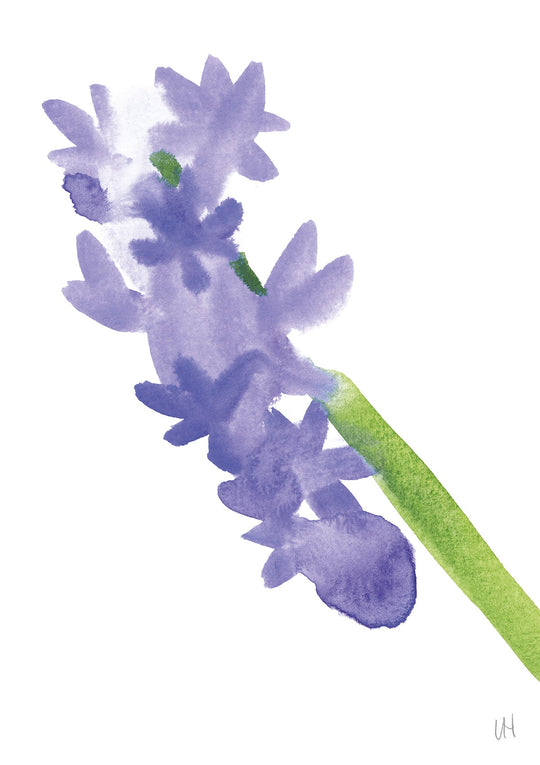 Hyacinth