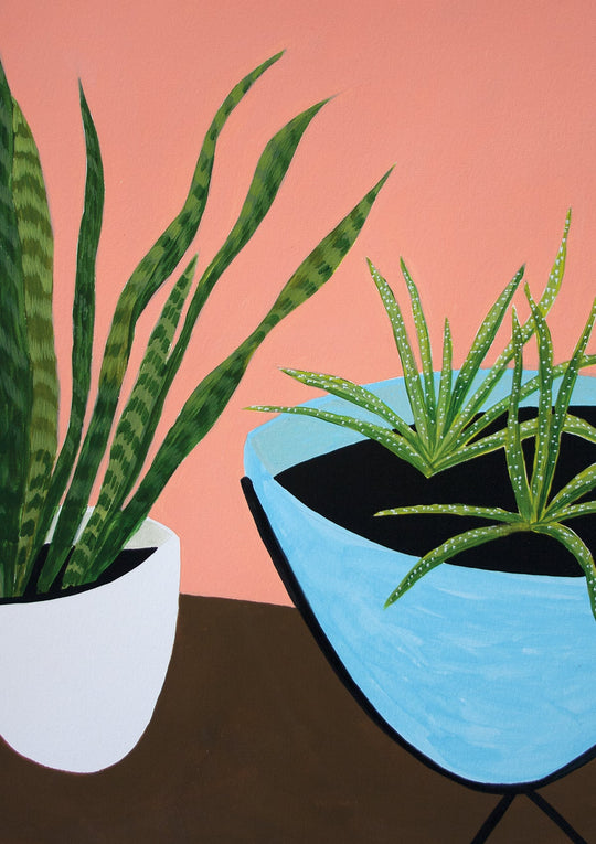 Aloe and snake plant