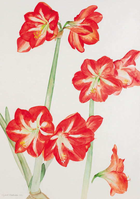 Dame Elizabeth Blackadder RA Amaryllis