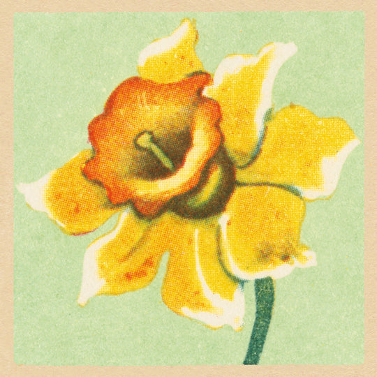 Golden Daffodil