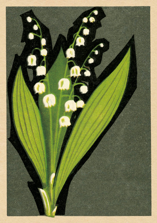 Lily of the Valley
