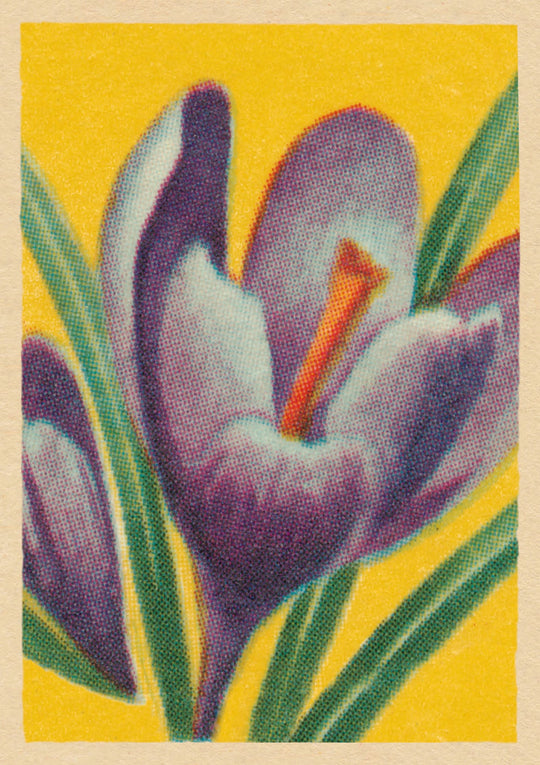 Easter Crocus
