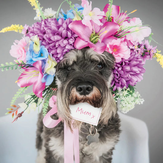 Schnauzer in bloom