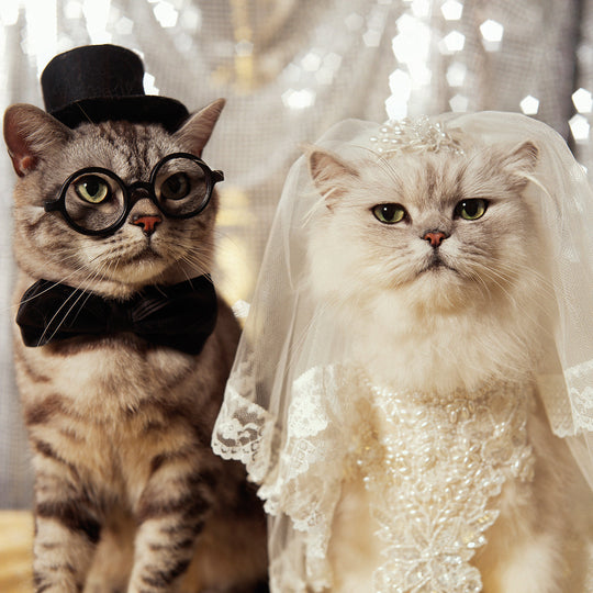 The Purrfect Couple
